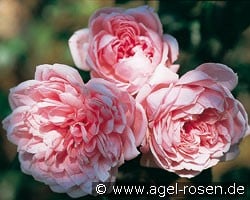 Comtesse de Ségur (Beetrose) Bild der Rose 'Comtesse de Ségur' (Beetrose)