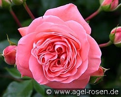 Coral Palace (Beetrose) Bild der Rose 'Coral Palace' (Beetrose)