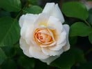 Crystal Palace (Beetrose) Bild der Rose 'Crystal Palace' (Beetrose)