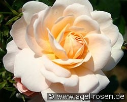 Crystal Palace (Beetrose) Bild der Rose 'Crystal Palace' (Beetrose)