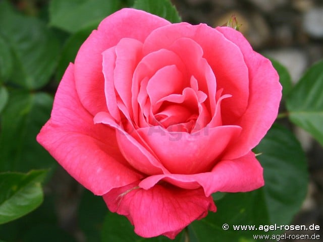 Bild der Rose 'Csárdás' (Beetrose)