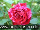Bild der Rose 'Deep Impression' (Beetrose)