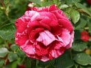 Deep Impression (Beetrose) Bild der Rose 'Deep Impression' (Beetrose)