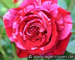 Deep Impression (Beetrose) Bild der Rose 'Deep Impression' (Beetrose)