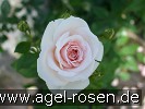 Bild der Rose 'Dr. Rainer Klimke' (Beetrose)