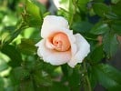 Dr. Rainer Klimke (Beetrose) Bild der Rose 'Dr. Rainer Klimke' (Beetrose)