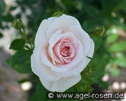 Dr. Rainer Klimke (Beetrose) Bild der Rose 'Dr. Rainer Klimke' (Beetrose)
