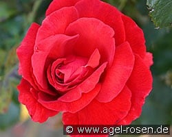 Duftwolke (Beetrose) Bild der Rose 'Duftwolke' (Beetrose)