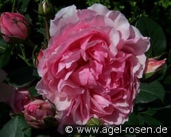 Eckart Witzigmann (Beetrose) Bild der Rose 'Eckart Witzigmann' (Beetrose)
