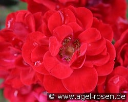 Elbeglut (Beetrose) Bild der Rose 'Elbeglut' (Beetrose)