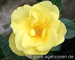 Elbegold (Beetrose) Bild der Rose 'Elbegold' (Beetrose)