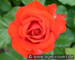 Esprit (Beetrose) Bild der Rose 'Esprit' (Beetrose)
