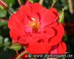 Fiesta Flamenca (Beetrose) Bild der Rose 'Fiesta Flamenca' (Beetrose)