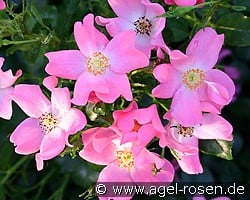 Fortuna (Beetrose) Bild der Rose 'Fortuna' (Beetrose)