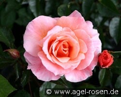 Fragrant Delight (Beetrose) Bild der Rose 'Fragrant Delight' (Beetrose)