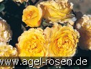 France Info (Beetrose) Bild der Rose 'France Info' (Beetrose)