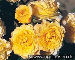 France Info (Beetrose) Bild der Rose 'France Info' (Beetrose)