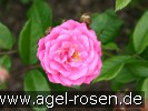 Bild der Rose 'Gabrielle Privat' (Beetrose)