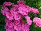 Gabrielle Privat (Beetrose) Bild der Rose 'Gabrielle Privat' (Beetrose)