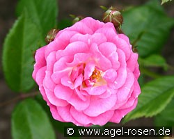Gabrielle Privat (Beetrose) Bild der Rose 'Gabrielle Privat' (Beetrose)