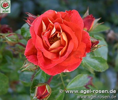 Bild der Rose 'Gebrüder Grimm' (Beetrose)