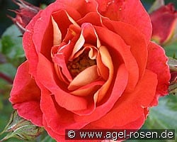 Gebrüder Grimm (Beetrose) Bild der Rose 'Gebrüder Grimm' (Beetrose)