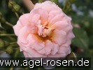 Bild der Rose 'Geisha' (Beetrose)