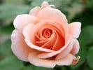 Geisha (Beetrose) Bild der Rose 'Geisha' (Beetrose)