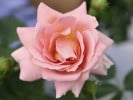 Geisha (Beetrose) Bild der Rose 'Geisha' (Beetrose)