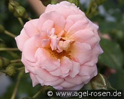 Geisha (Beetrose) Bild der Rose 'Geisha' (Beetrose)