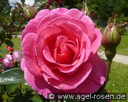 Génération Jardin (Beetrose) Bild der Rose 'Génération Jardin' (Beetrose)