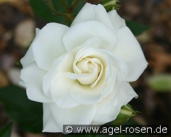 Geschwister Scholl (Beetrose) Bild der Rose 'Geschwister Scholl' (Beetrose)