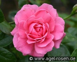 Giliane (Beetrose) Bild der Rose 'Giliane' (Beetrose)