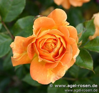 Goldelse (Beetrose) Bild der Rose 'Goldelse' (Beetrose)