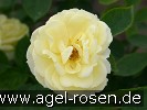 Bild der Rose 'Golden Border' (Beetrose)