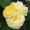 Golden Border (Beetrose) Bild der Rose 'Golden Border' (Beetrose)