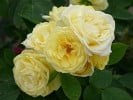 Golden Border (Beetrose) Bild der Rose 'Golden Border' (Beetrose)