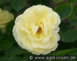 Golden Border (Beetrose) Bild der Rose 'Golden Border' (Beetrose)