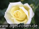 Bild der Rose 'Goldilocks' (Beetrose)