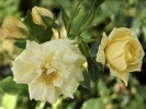 Goldilocks (Beetrose) Bild der Rose 'Goldilocks' (Beetrose)