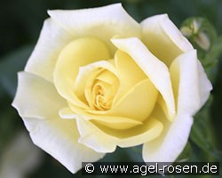 Goldilocks (Beetrose) Bild der Rose 'Goldilocks' (Beetrose)
