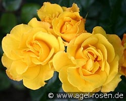 Goldmarie (Beetrose) Bild der Rose 'Goldmarie' (Beetrose)
