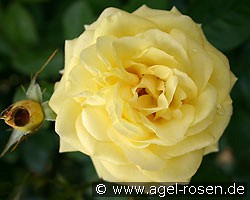 Goldschmied (Beetrose) Bild der Rose 'Goldschmied' (Beetrose)