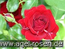 Bild der Rose 'Grand Palace' (Beetrose)