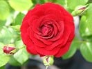 Grand Palace (Beetrose) Bild der Rose 'Grand Palace' (Beetrose)
