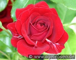 Grand Palace (Beetrose) Bild der Rose 'Grand Palace' (Beetrose)