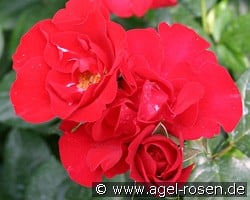 Gruß an Bayern (Beetrose) Bild der Rose 'Gruß an Bayern' (Beetrose)