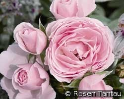 Hans Gönewein (Beetrose) Bild der Rose 'Hans Gönewein' (Beetrose)