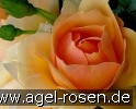 Bild der Rose 'Hansestadt Rostock' (Beetrose)