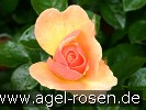 Bild der Rose 'Hansestadt Rostock' (Beetrose)